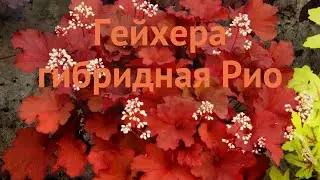 Гейхера гибридная Рио (heuchera hybrid rio) 🌿 гейхера Рио обзор: как сажать саженцы гейхеры Рио