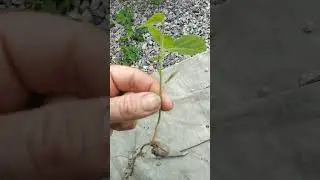 Как растет лесной орех!