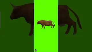 Cow Running on Green Screen | 