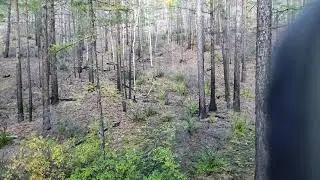 Охота на приваде на кабанов. Wild boar hunting.