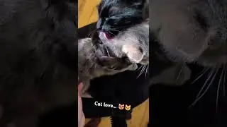 #catlover #cat #pets #funny #love