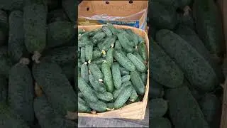 Крым , Желябовка , опт цены на овощи от 16.09.23