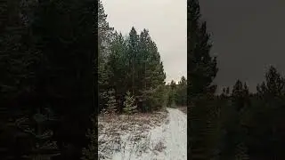 Прогулка в лесу ❄🌲 13.11.2022