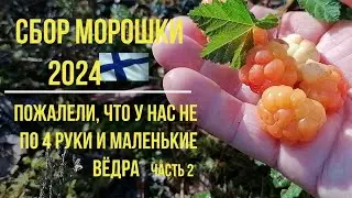 Любимая ягода Пушкина.Сбор в Суоми2024.Пожалели,что у нас не по 4 руки и взяли маленькие ведерки ч.2