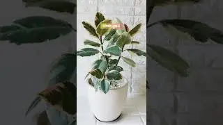 УХОД ЗА ФИКУСОМ ЭЛАСТИКА