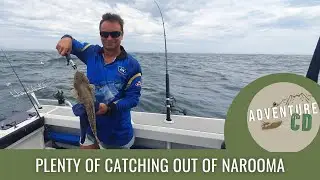 Narooma Day #1 Plenty of catching near Montague Island