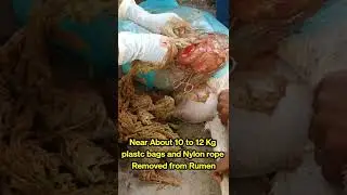 Ruminotomy in goat # Plastic Bags# Nylon rope# Removed