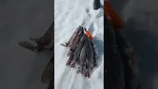 Удачная рыбалка на спиннинг 