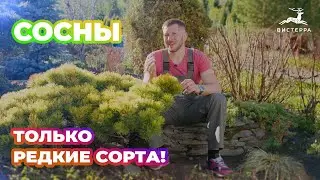 СОСНА ГОРНАЯ ПУМИЛИО | СОСНА ВЕЙМУТОВА | СОСНА ГОРНАЯ МУГУС | ОБЗОР РЕДКИХ СОРТОВ