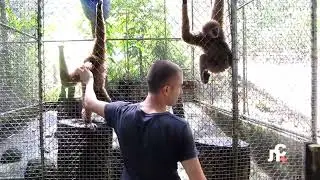 Таиланд, поющая обезьяна)))