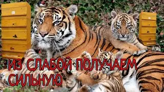 ИЗ СЛАБОЙ СЕМЬИ ДЕЛАЕМ МОЩЬНУЮ