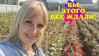 ВНИМАНИЕ РОЗОВОДЫ! ВАЖНАЯ информация!