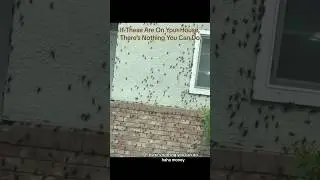 If These Are On Your House, There’s Nothing You Can Do 😳 