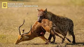 الضبع أشرس الحيوانات المفترسة في إفريقيا -وثائقي