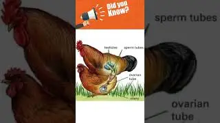 How roosters mate without penis?