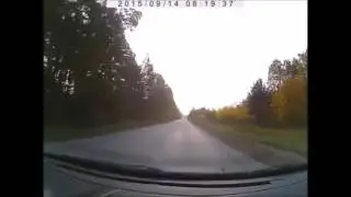 ДТП. Пермский край. Лось выбежал под колёса машины