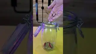 Перцовка. Классический рецепт 
