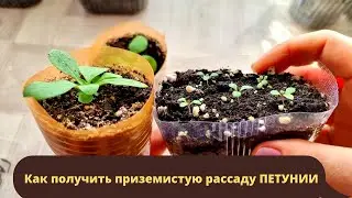 Петуния вытянулась после всходов. Как получить приземистую рассаду петунии