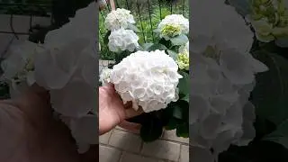 Гортензии, цветы Красотки🌺🌺🌺#цветы #сад #огород #дача