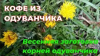 Весенняя заготовка корней одуванчика для кофе. Копаем, чистим, сушим корни одуванчика.