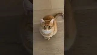 Can you beat Penny in a staring contest?