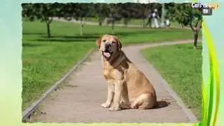 Cats&DogsTV - УДИВИТЕЛЬНЫЙ МИР СОБАК - ЛАБРАДОР РЕТРИВЕР / LABRADOR RETRIVER