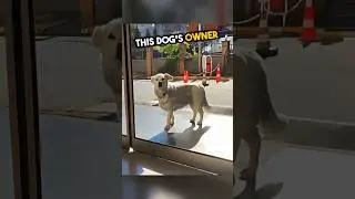This dog waited for his owner for weeks 🥹💕 