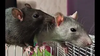 КРЫСЫ ДАМБО 🐀 возраст 3 месяца - крысы Ева и Зара🐀🐀🤍🖤