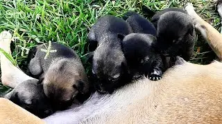 # 12 Nature Show || Five Baby dogs need breast milk