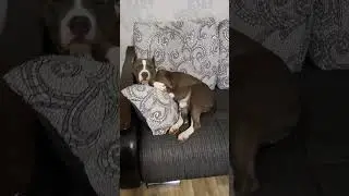 АМСТАФФ ХОЛЛИ СЛАДКО СПИТ