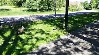 Surviving walking past protective birds w babies
