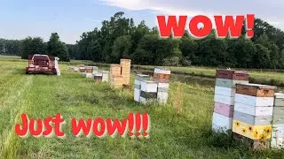 An Amazing Beekeeping Year, So Far