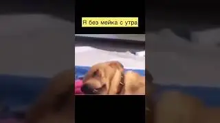 С утра все мы немного квазимоды 🤣 