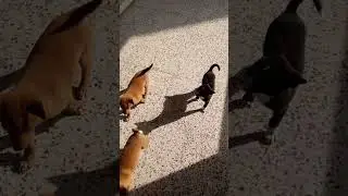 Puppies at IIT GUWAHATI ll shorts ll IIT GUWAHATI ll cute puppy