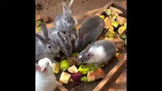 Cute rabbits eating food