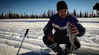 РАЗВЕДКА на ХАРИУСА. Рыбалка на горной реке.
