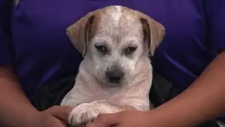 Clear the Shelters Campaign: Meet Serenity the foster pup!