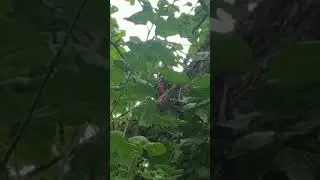 Дятел " лечит" яблоню😊