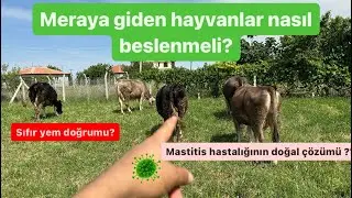Mastitis olan ineğimize doğal yöntemlerle tedavi ettik / Meraya giden inekler nasıl beslenmeli ?