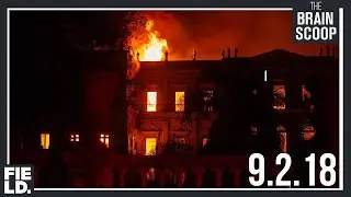 Rising from the ashes of Brazil's Museu Nacional fire