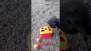 Почему запрещено держать ворона дома? 🐦‍⬛🚫🤔 