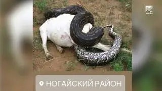Действительно ли змеи атакуют Ногайский район? Расследование 