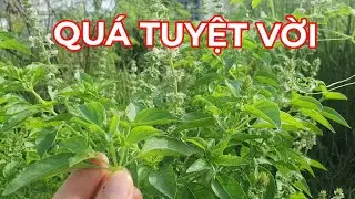 Cảm mạo ,đau đầu ,chướng bụng ,phong thấp ,đau nhức xương khớp, nhuận tràng, lợi tiểu, an thần...
