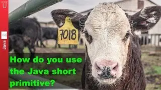 How do you use the Java short primitive? - 007