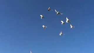 Серега гоняет своих голубей