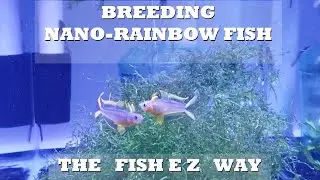 Breeding Threadfin Rainbowfish & Blue Eye Rainbowfish Explained the 
