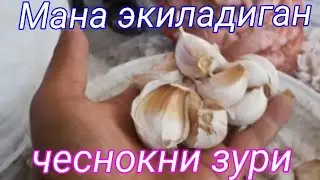 Чеснокни энг зур уругини топиб экдик .