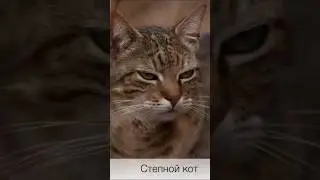 Клим Жуков: приручение кошки в неолите 