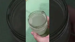 Укорениться даже палка! Корни за один день 