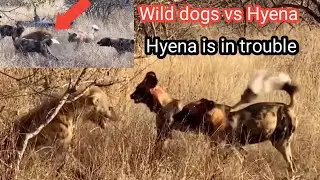 hyena vs wild dogs | wild dogs vs hyenas  |  wood animals #hyena #wilddogs